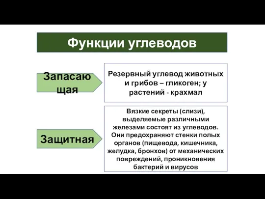 Функции углеводов Запасающая Резервный углевод животных и грибов – гликоген;