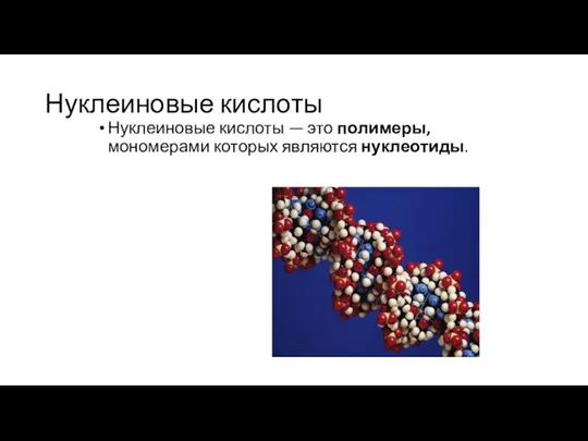 Нуклеиновые кислоты Нуклеиновые кислоты — это полимеры, мономерами которых являются нуклеотиды.