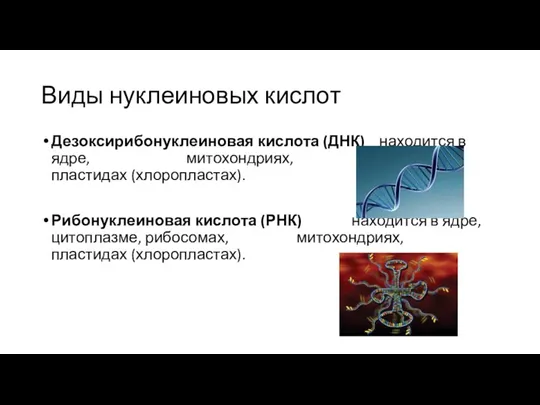 Виды нуклеиновых кислот Дезоксирибонуклеиновая кислота (ДНК) находится в ядре, митохондриях,