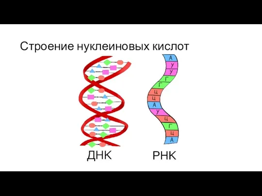 Строение нуклеиновых кислот