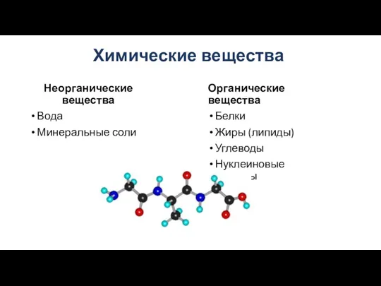 Химические вещества Неорганические вещества Вода Минеральные соли Органические вещества Белки Жиры (липиды) Углеводы Нуклеиновые кислоты