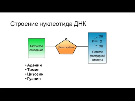 Строение нуклеотида ДНК Аденин Тимин Цитозин Гуанин