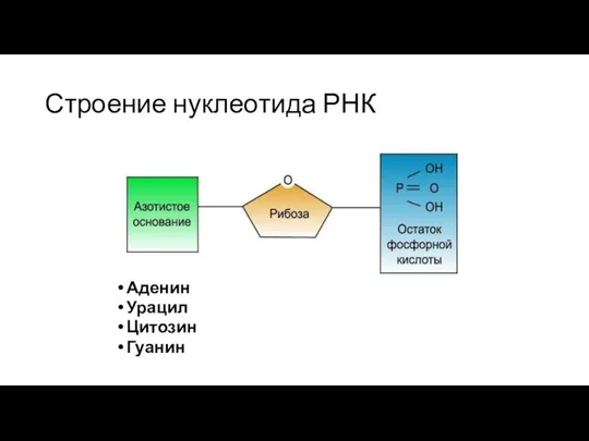 Строение нуклеотида РНК Аденин Урацил Цитозин Гуанин