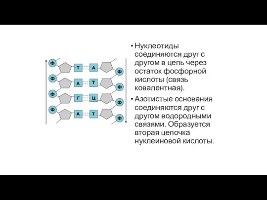 Нуклеотиды соединяются друг с другом в цепь через остаток фосфорной