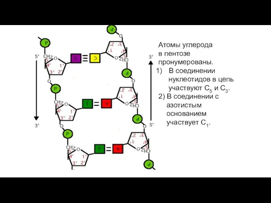 Атомы углерода в пентозе пронумерованы. В соединении нуклеотидов в цепь