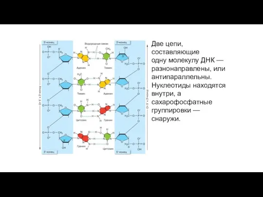 Две цепи, составляющие одну молекулу ДНК — разнонаправлены, или антипараллельны.