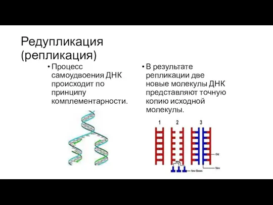 Редупликация (репликация) Процесс самоудвоения ДНК происходит по принципу комплементарности. В