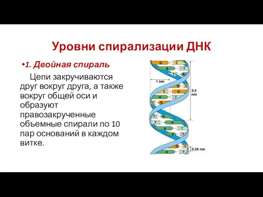 Уровни спирализации ДНК 1. Двойная спираль Цепи закручиваются друг вокруг