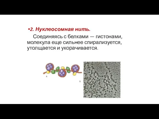 2. Нуклеосомная нить. Соединяясь с белками — гистонами, молекула еще сильнее спирализуется, утолщается и укорачивается.