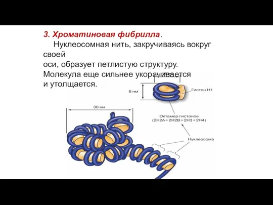 3. Хроматиновая фибрилла. Нуклеосомная нить, закручиваясь вокруг своей оси, образует