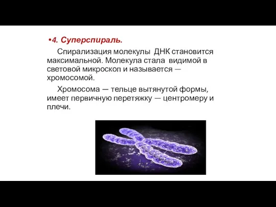 4. Суперспираль. Спирализация молекулы ДНК становится максимальной. Молекула стала видимой