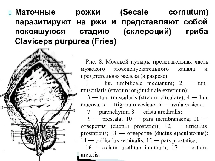 Маточные рожки (Secale cornutum) паразитируют на ржи и представляют собой покоящуюся стадию (склероций)