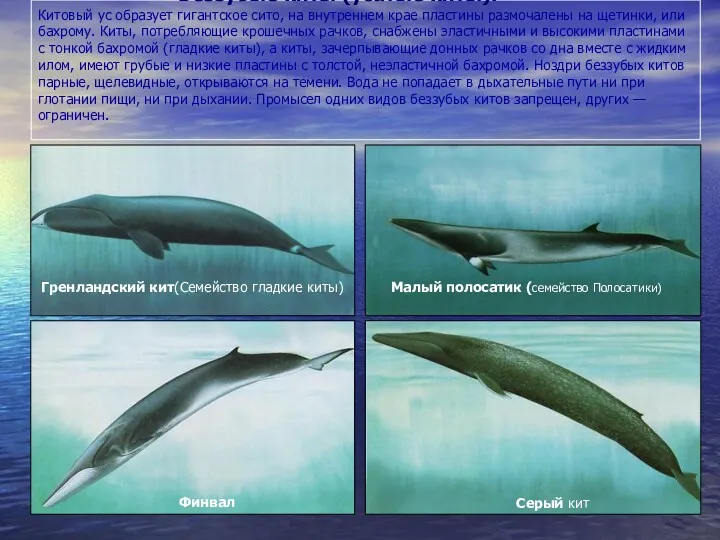 Беззубые киты (усатые киты). Китовый ус образует гигантское сито, на