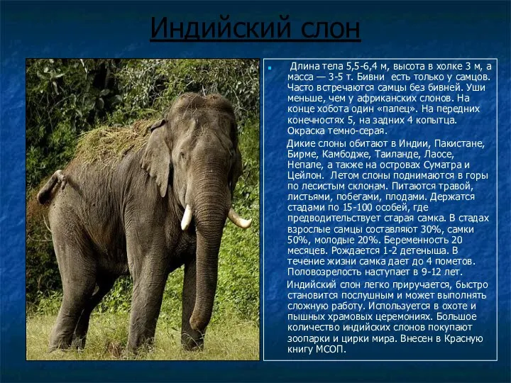 Индийский слон Длина тела 5,5-6,4 м, высота в холке 3