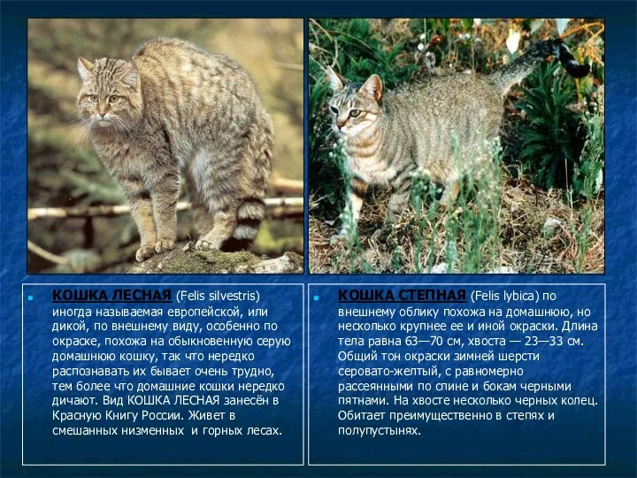 КОШКА ЛЕСНАЯ (Felis silvestris) иногда называемая европейской, или дикой, по