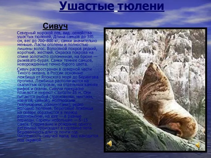 Ушастые тюлени Сивуч Северный морской лев, вид семейства ушастых тюленей,