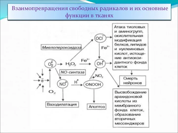 Взаимопревращения свободных радикалов и их основные функции в тканях