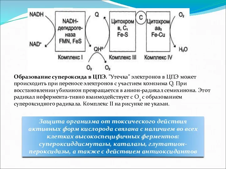 Образование супероксида в ЦПЭ. "Утечка" электронов в ЦПЭ может происходить