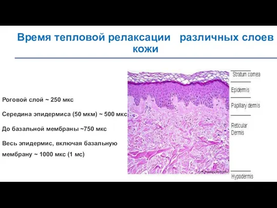 Время тепловой релаксации различных слоев кожи Роговой слой ~ 250