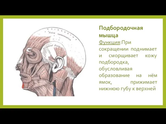 Подбородочная мышца Функция:При сокращении поднимает и сморщивает кожу подбородка, обусловливая