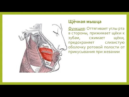 Щёчная мышца Функция: Оттягивает углы рта в стороны, прижимает щёки