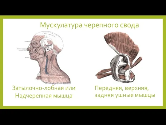 Мускулатура черепного свода Передняя, верхняя, задняя ушные мышцы Затылочно-лобная или Надчерепная мышца