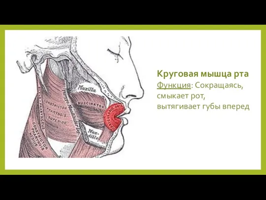 Круговая мышца рта Функция: Сокращаясь, смыкает рот, вытягивает губы вперед