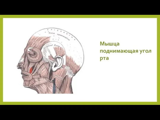 Мышца поднимающая угол рта