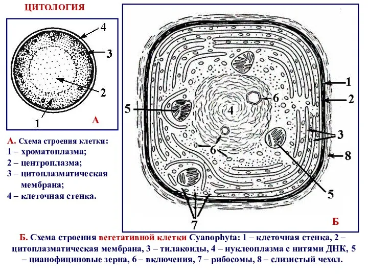 Б. Схема строения вегетативной клетки Cyanophyta: 1 – клеточная стенка,