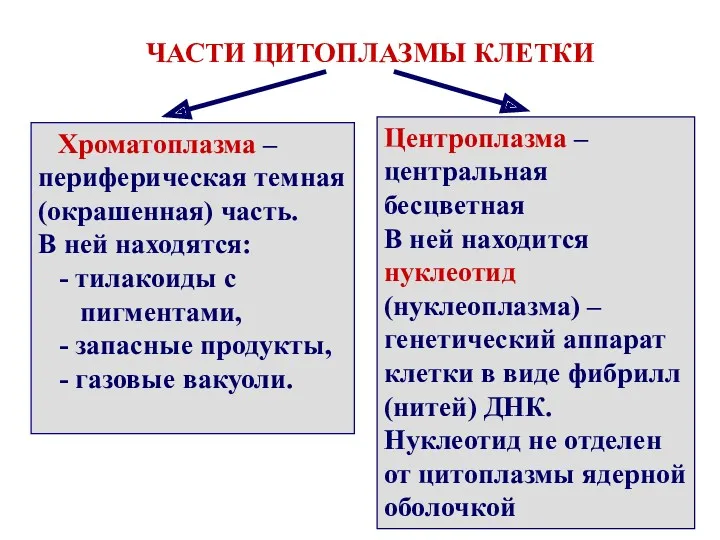 ЧАСТИ ЦИТОПЛАЗМЫ КЛЕТКИ Хроматоплазма – периферическая темная (окрашенная) часть. В