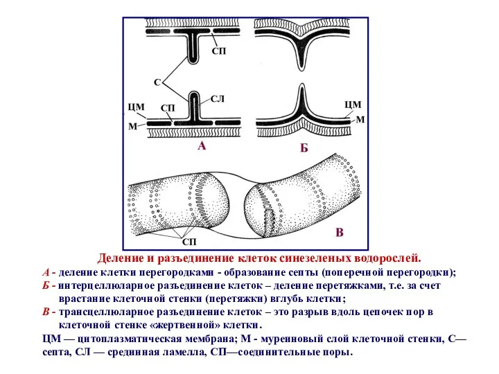 Деление и разъединение клеток синезеленых водорослей. А - деление клетки