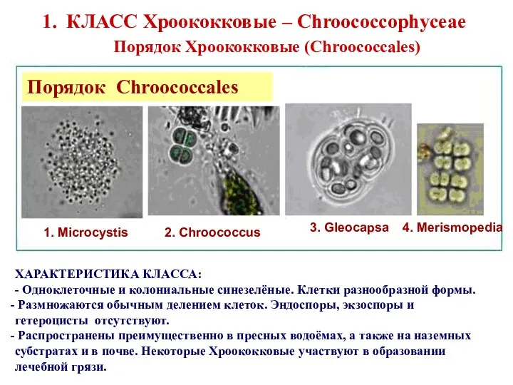 КЛАСС Хроококковые – Chroococcophyceae Порядок Хроококковые (Chroococcales) ХАРАКТЕРИСТИКА КЛАССА: -