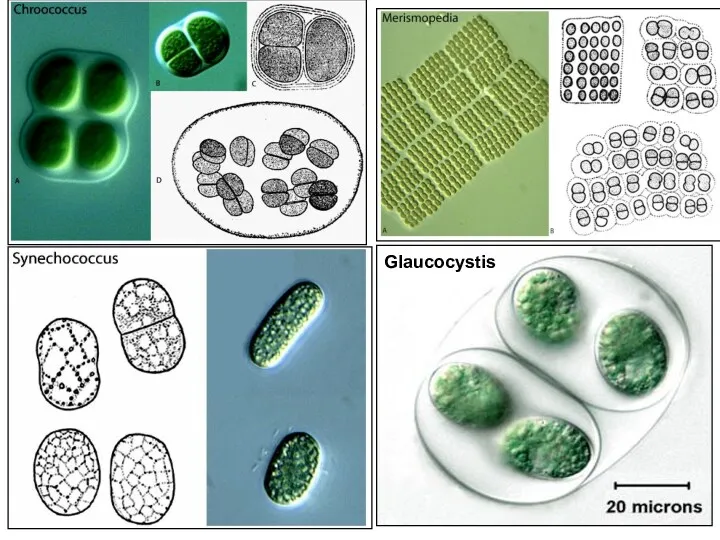 Glaucocystis