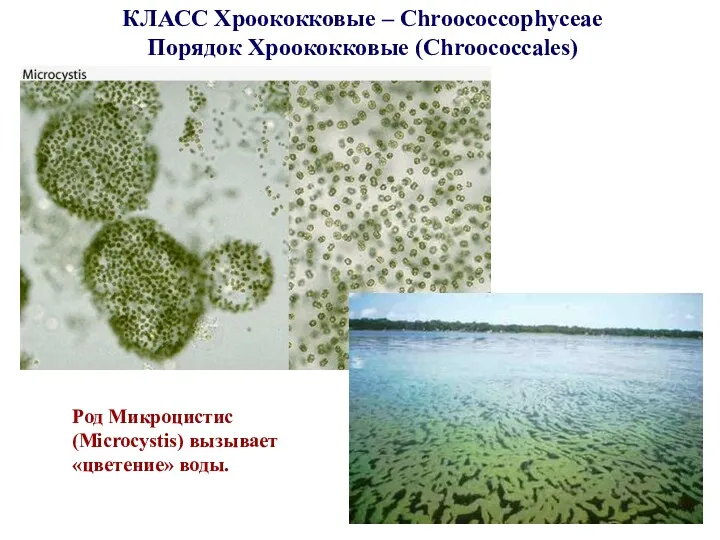 КЛАСС Хроококковые – Chroococcophyceae Порядок Хроококковые (Chroococcales) Род Микроцистис (Microcystis) вызывает «цветение» воды.