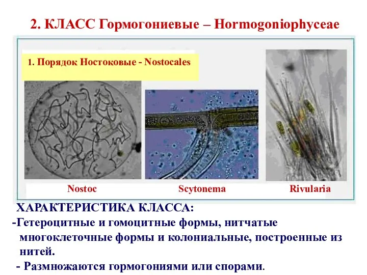 2. КЛАСС Гормогониевые – Hormogoniophyceae Nostoc Scytonema Rivularia 1. Порядок