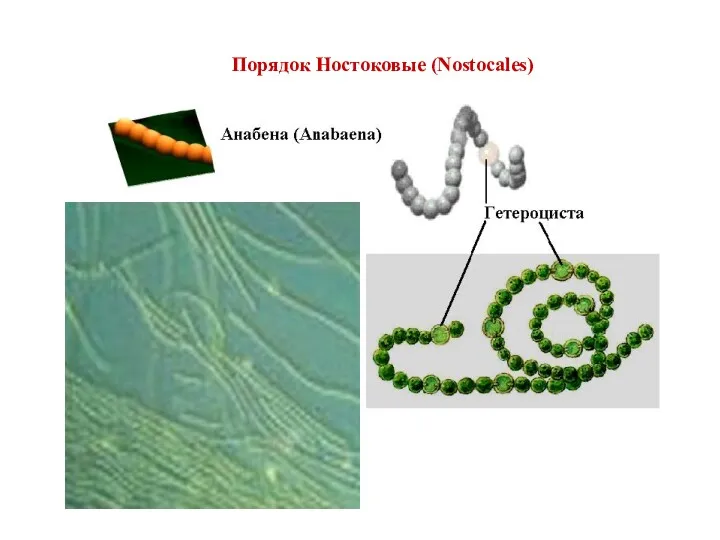 Порядок Ностоковые (Nostocales)