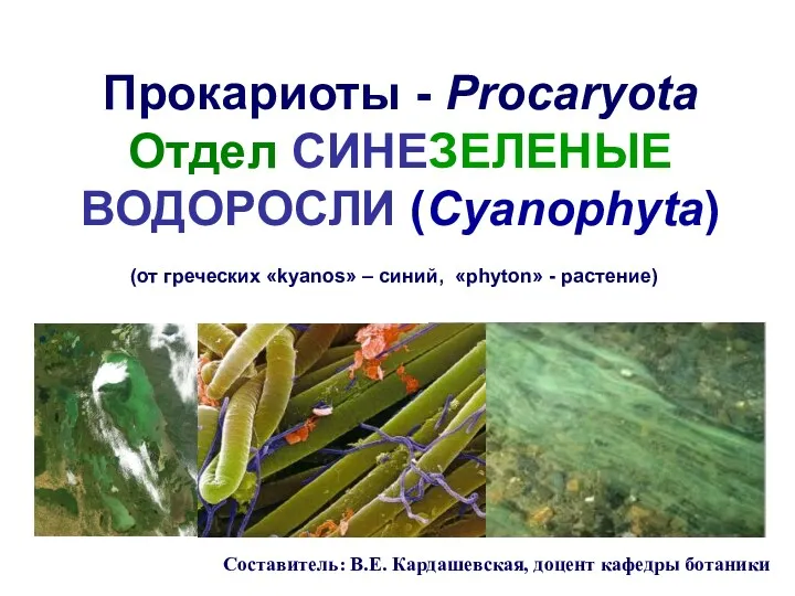 Прокариоты - Procaryota Отдел СИНЕЗЕЛЕНЫЕ ВОДОРОСЛИ (Cyanophyta) Составитель: В.Е. Кардашевская,