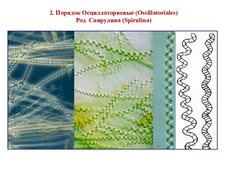 2. Порядок Осциллаториевые (Oscillatoriales) Род Спирулина (Spirulina)