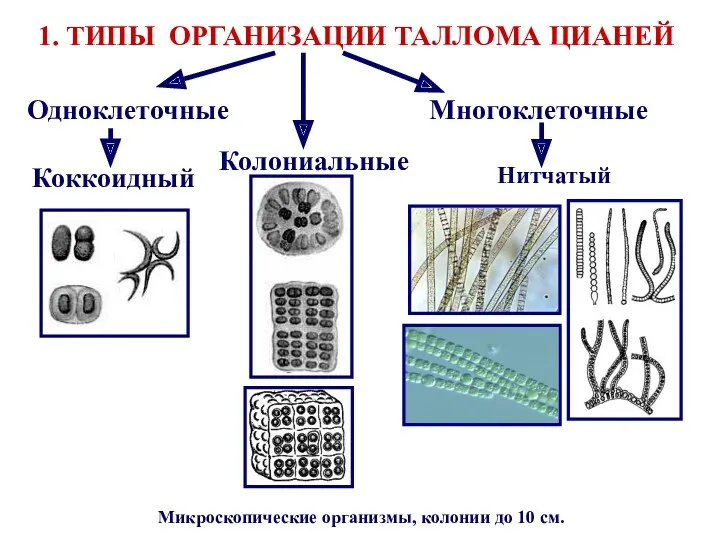 Микроскопические организмы, колонии до 10 см. 1. ТИПЫ ОРГАНИЗАЦИИ ТАЛЛОМА ЦИАНЕЙ Одноклеточные Многоклеточные Колониальные Коккоидный Нитчатый