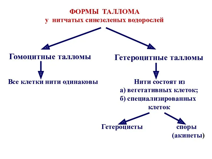 ФОРМЫ ТАЛЛОМА у нитчатых синезеленых водорослей Гомоцитные талломы Гетероцитные талломы