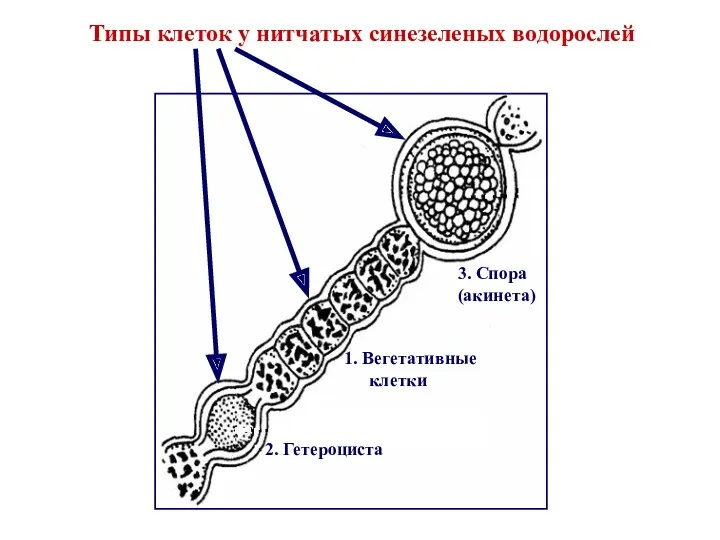 Типы клеток у нитчатых синезеленых водорослей