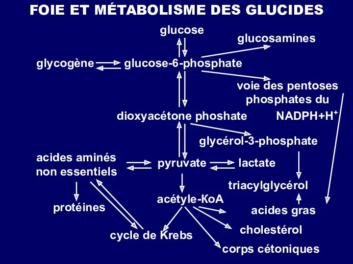FOIE ET MÉTABOLISME DES GLUCIDES glucose glucose-6-phosphate glycogène glucosamines voie