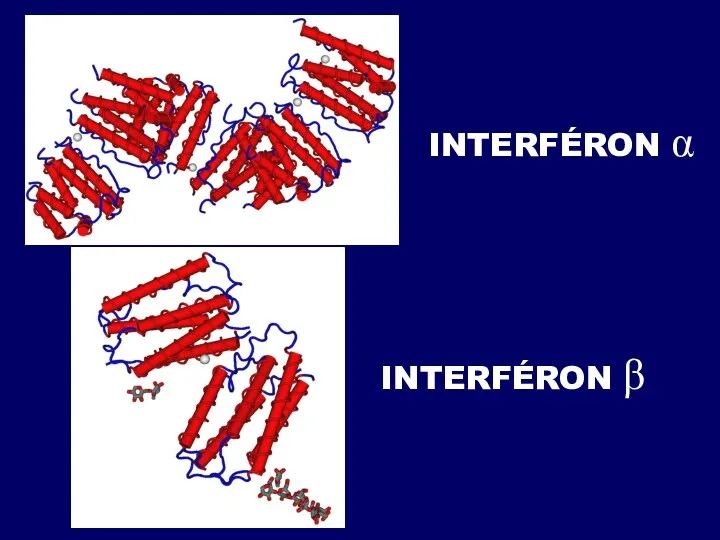 INTERFÉRON α INTERFÉRON β