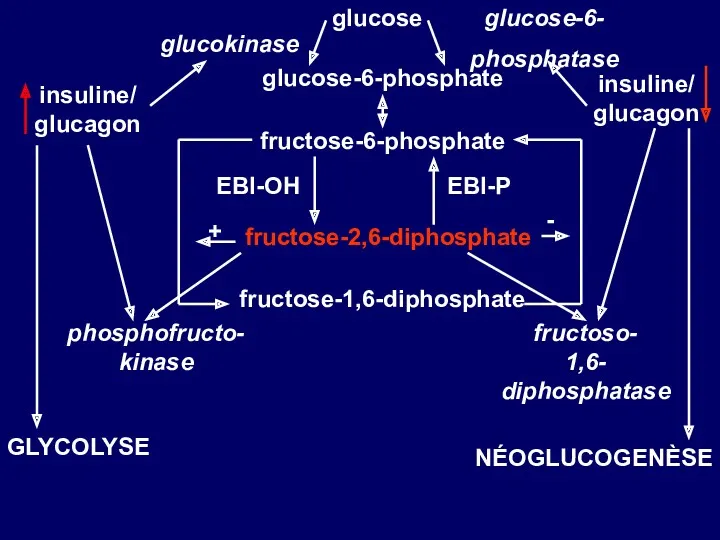 fructose-2,6-diphosphate fructose-6-phosphate glucose-6-phosphate glucose glucokinase glucose-6- phosphatase fructose-1,6-diphosphate EBI-ОН EBI-Р