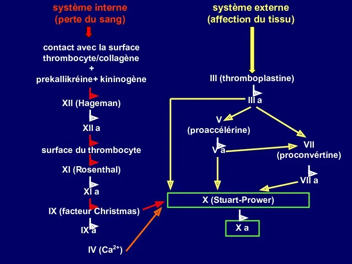système interne (perte du sang) système externe (affection du tissu)