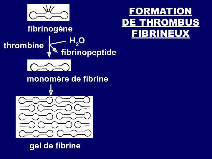 FORMATION DE THROMBUS FIBRINEUX fibrinogène thrombine Н2О fibrinopeptide monomère de fibrine gel de fibrine