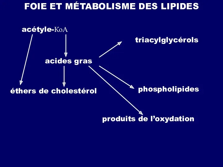 FOIE ET MÉTABOLISME DES LIPIDES acides gras acétyle-КоА triacylglycérols éthers de cholestérol phospholipides produits de l’oxydation