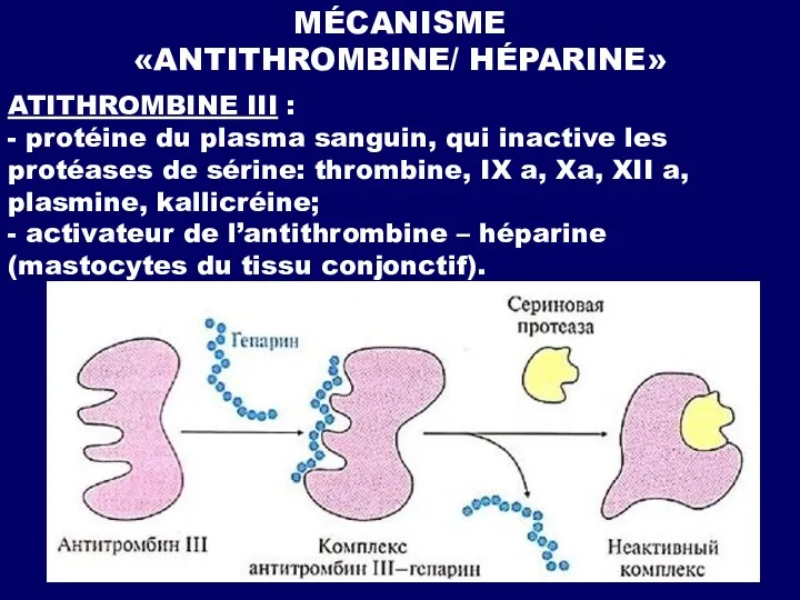 MÉCANISME «ANTITHROMBINE/ HÉPARINE» ATITHROMBINE III : - protéine du plasma