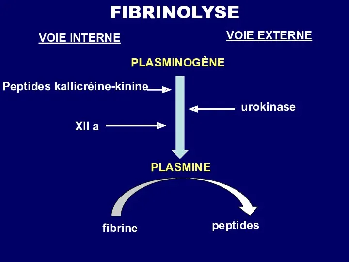 FIBRINOLYSE VOIE INTERNE VOIE EXTERNE Peptides kalliсréine-kinine urokinase XII а PLASMINE fibrine peptides PLASMINOGÈNE