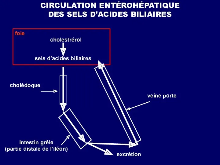 CIRCULATION ENTÉROHÉPATIQUE DES SELS D’ACIDES BILIAIRES foie cholestrérol sels d’acides